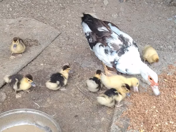Ducks