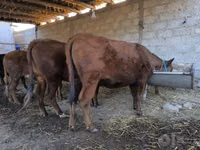 Cow, Cattle — photo 3