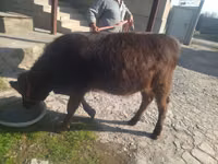 İnək, Swiss cattle — foto 3