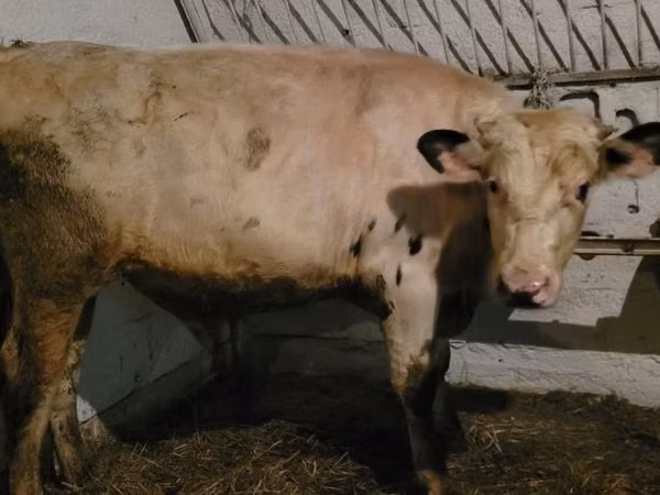Toro, Simmental cattle — Polonia