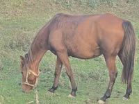 Φοράδα, Azerbaijan horse — φωτογραφία 4