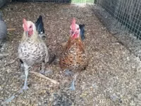 Holandský bantam — foto 6