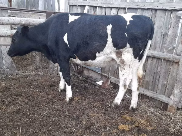 Cow, Holstein breed — Kazakhstan