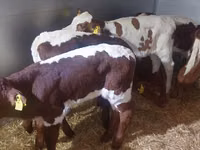 Bulle, Simmental cattle — Foto 1