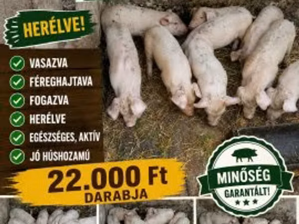 Prasnice, Prasata — Maďarsko