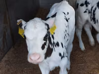گاو و گوساله (گروه، جنسیت مشخص نشده), Russian Black pied cattle — عکس 7