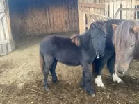 母马, Shetland Pony — 照片 2