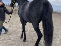 ม้าตัวเมีย, Friesian — รูปภาพ 6
