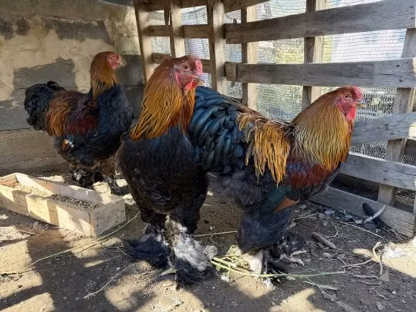 Brahma