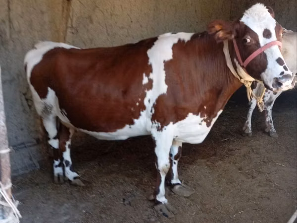 Cow, Simmental cattle — Uzbekistan