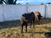 母牛, Aberdeen-Angus — 照片 3