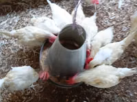 Chickens — sawirka 7