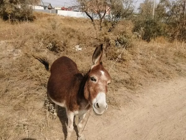 Horse (M), Horses — Kazakhstan