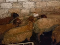 Kambing jantan, Sheep — foto 7