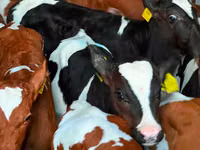Gia súc (lô, chưa xác định giới tính), Simmental cattle — ảnh 4