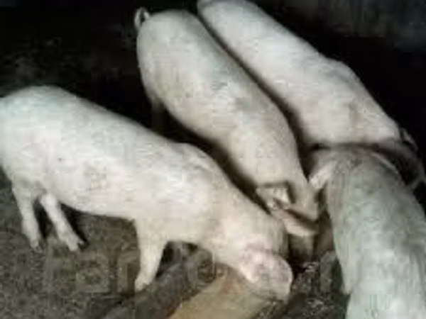 Pigs (batch, sex not specified),  — Kazakhstan