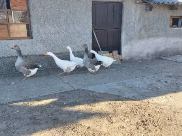 Geese — ฮังการี