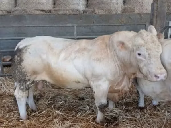 Bull, Charolais cattle — United Kingdom