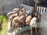 Sheep, Arashan sheep — photo 5