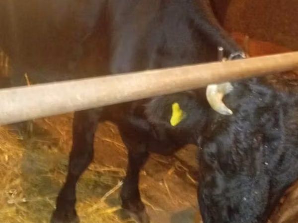 Cow, Cattle — Kazakhstan