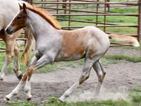 Horse (M), Quarter Horse — photo 3