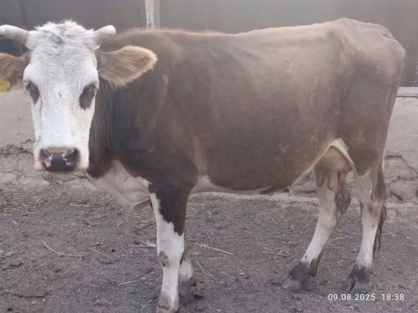 Vache, Bovins — Kazakhstan