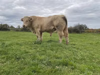 گاو نر, Charolais cattle — عکس 1
