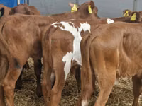 Гововмол (партия, ҷинс муайян нашудааст), Simmental cattle — акс 2