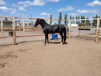 حصان, Akhal-Teke — الصورة 2