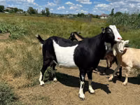 बकरा, LaMancha goats — फ़ोटो 5