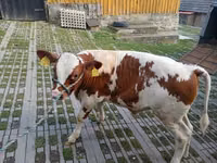 Boğa, Sığır — foto 1