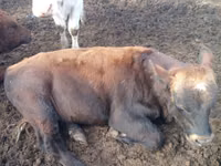 Bull, Aberdeen-Angus — photo 2