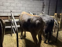Cow, Cattle — photo 1