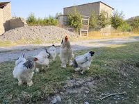 براهما — عکس 5