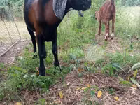 Kambing jantan, Nubian Goat — foto 4