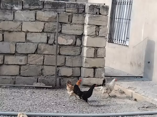 Chickens — Asarbajan