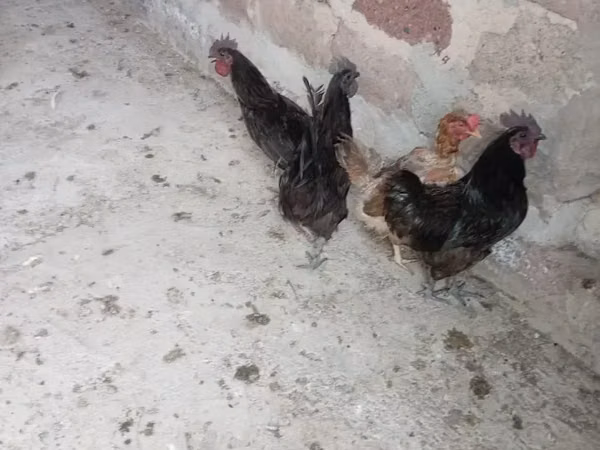 Ayam Cemani — Armenia