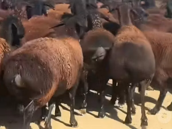 Schaf, Schafe — Usbekistan