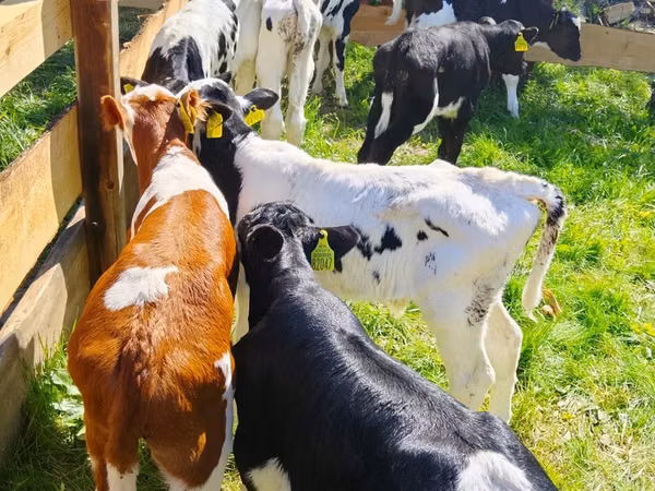 Skot (série, pohlaví neuvedeno), Russian Black pied cattle