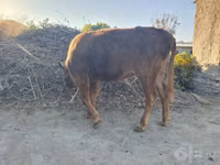 Cattle (batch, sex not specified), Cattle — photo 4