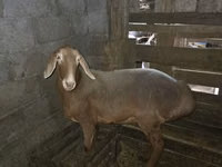 میش, Arashan sheep — عکس 4