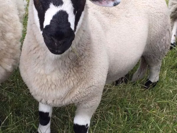 Sheep, Sheep