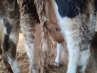 Cow, Holstein breed — photo 4