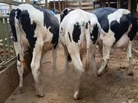 गाय, गोलस्टीन नस्ल — फ़ोटो 2