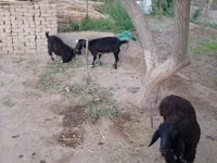 Goat, Goats — photo 4