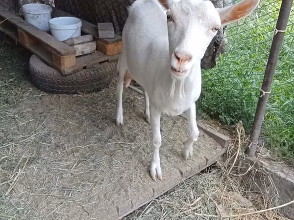 Goat, Saanen goat — Kazakhstan