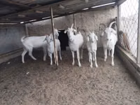 Kambing jantan, Goats — foto 4