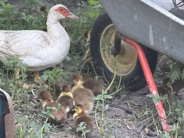 Domestic Muscovy — Kyrgyzstan