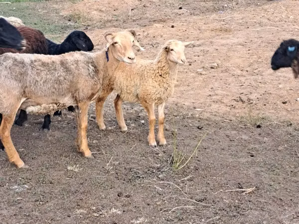Kambing jantan, Sheep — Kazakhstan
