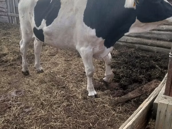 Bull, Russian Black pied cattle — Kazakhstan